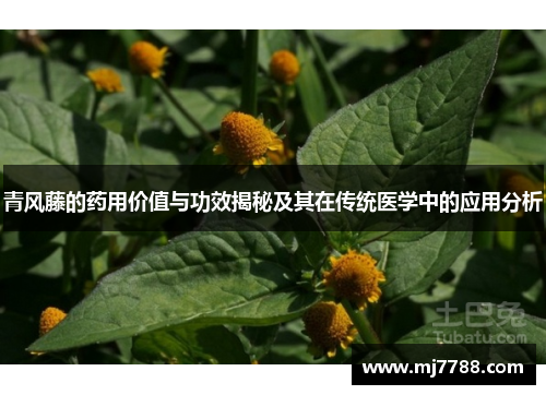 青风藤的药用价值与功效揭秘及其在传统医学中的应用分析